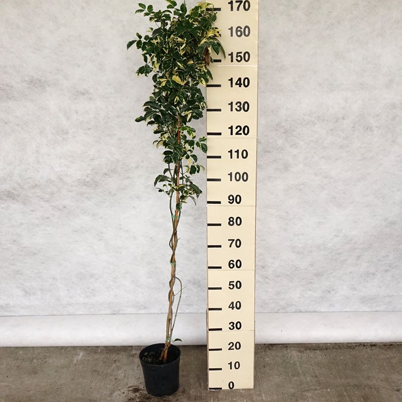 Pandorea jasminoïdes Variegata Vaso da 3L/4L esemplare consegnato in primavera