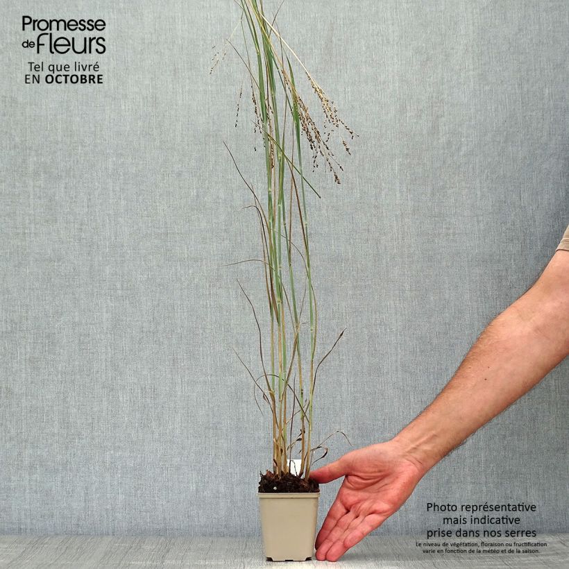 Esemplare di Panicum virgatum Blue Darkness Vasetto da 8/9 cm come consegnato in autunno
