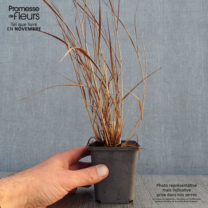 Esemplare di Panicum virgatum Cheyenne Sky Vasetto da 8/9 cm come consegnato in autunno