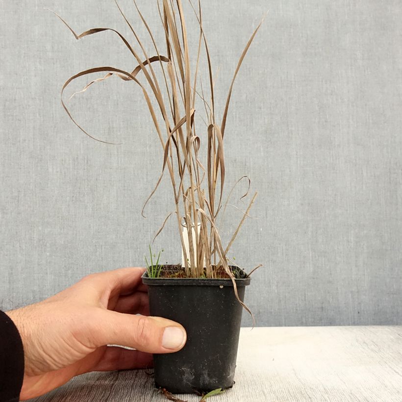 Esemplare di Panicum virgatum Cloud Nine Vasetto da 8/9 cm come consegnato in autunno