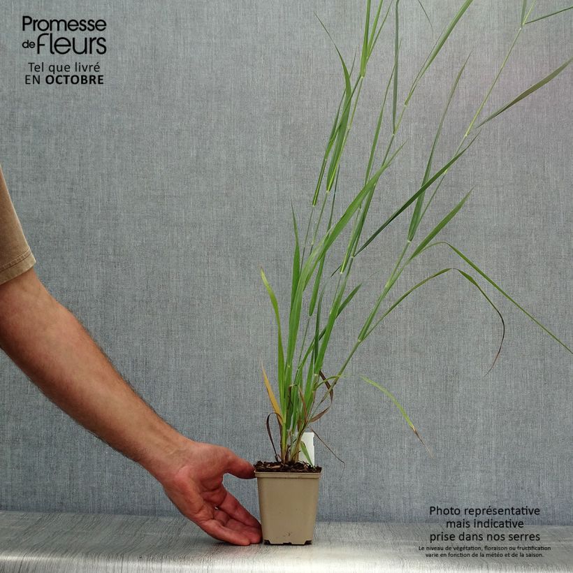 Esemplare di Panicum virgatum Dallas Blues Vasetto da 8/9 cm come consegnato in autunno
