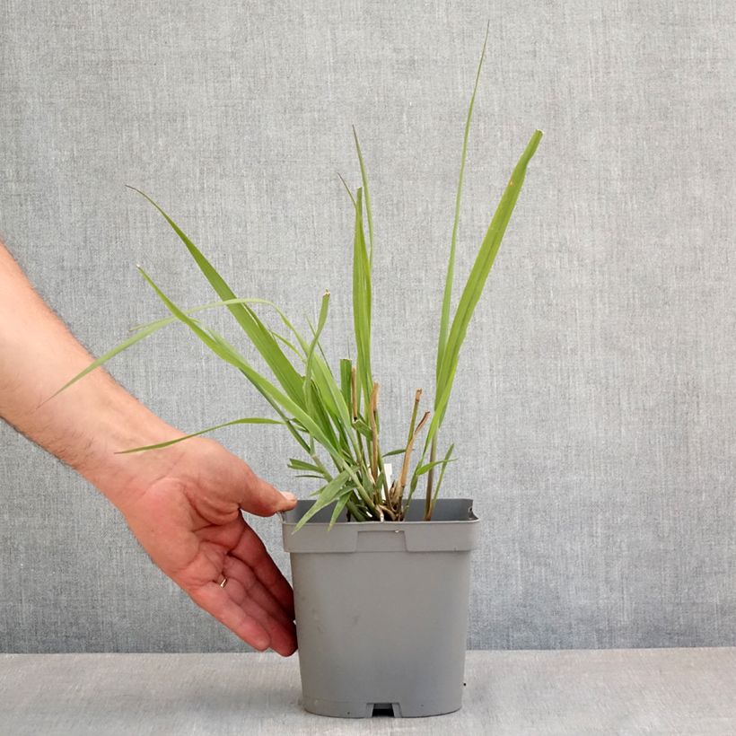 Panicum virgatum Dallas Blues Vaso da 2L/3L esemplare consegnato in primavera