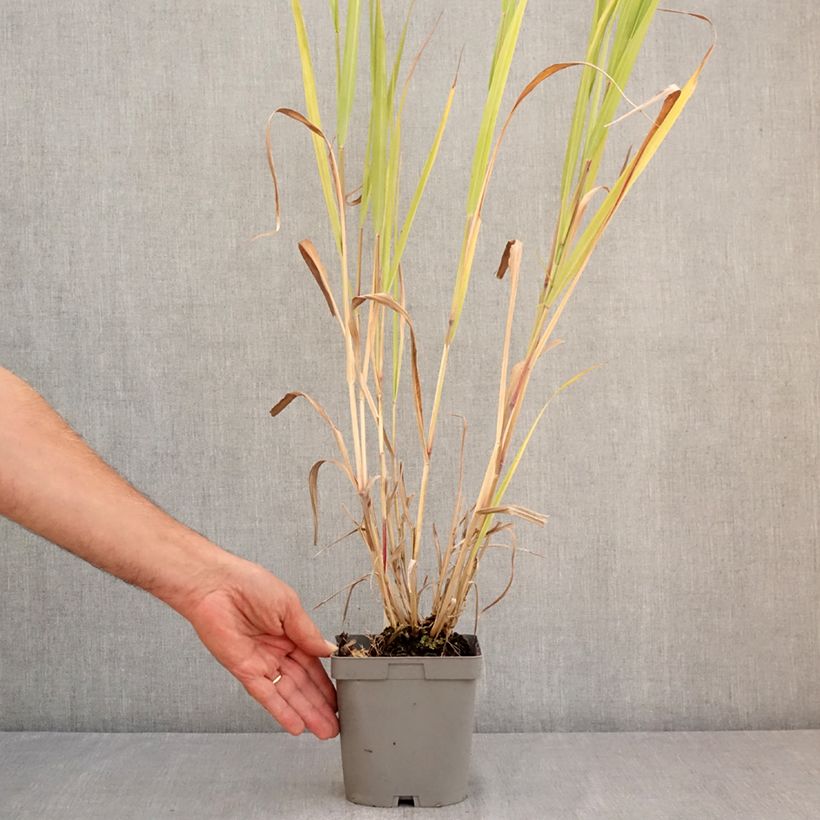 Esemplare di Panicum virgatum Dallas Blues Vaso da 2L/3L consegnato in estate
