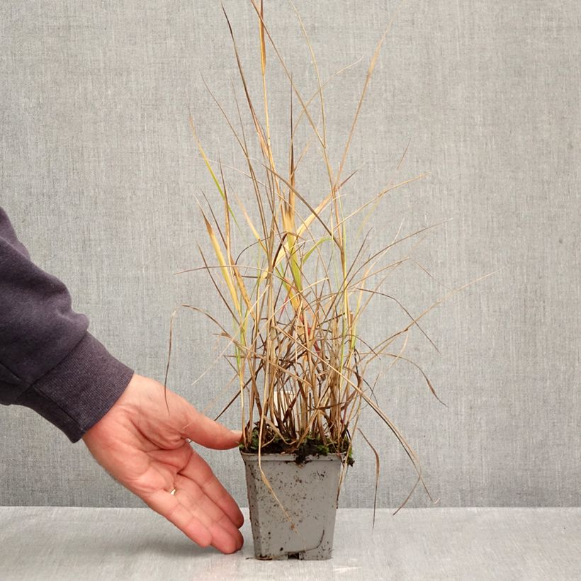 Esemplare di Panicum virgatum Hanse Herms Vasetto da 8/9 cm come consegnato in autunno