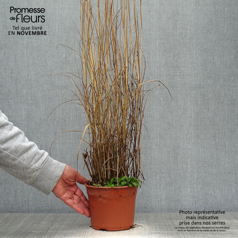 Esemplare di Panicum virgatum Heavy Metal Vaso da 2L/3L come consegnato in autunno