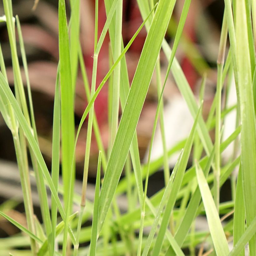 Panicum virgatum Heiliger Hain (Fogliame)