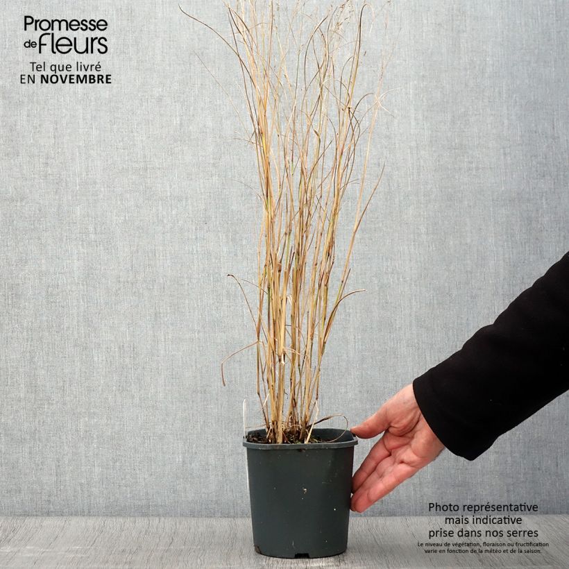 Esemplare di Panicum virgatum Heiliger Hain Vaso da 2L/3L come consegnato in autunno