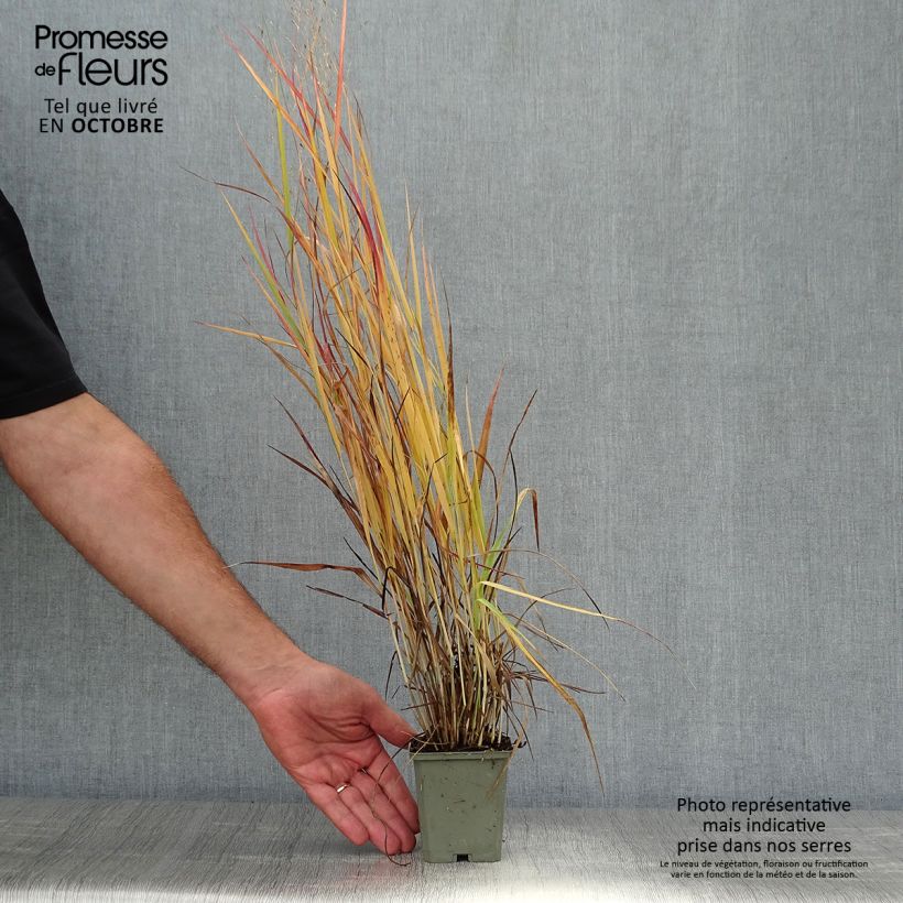 Esemplare di Panicum virgatum Hot Rod Vasetto da 8/9 cm come consegnato in autunno
