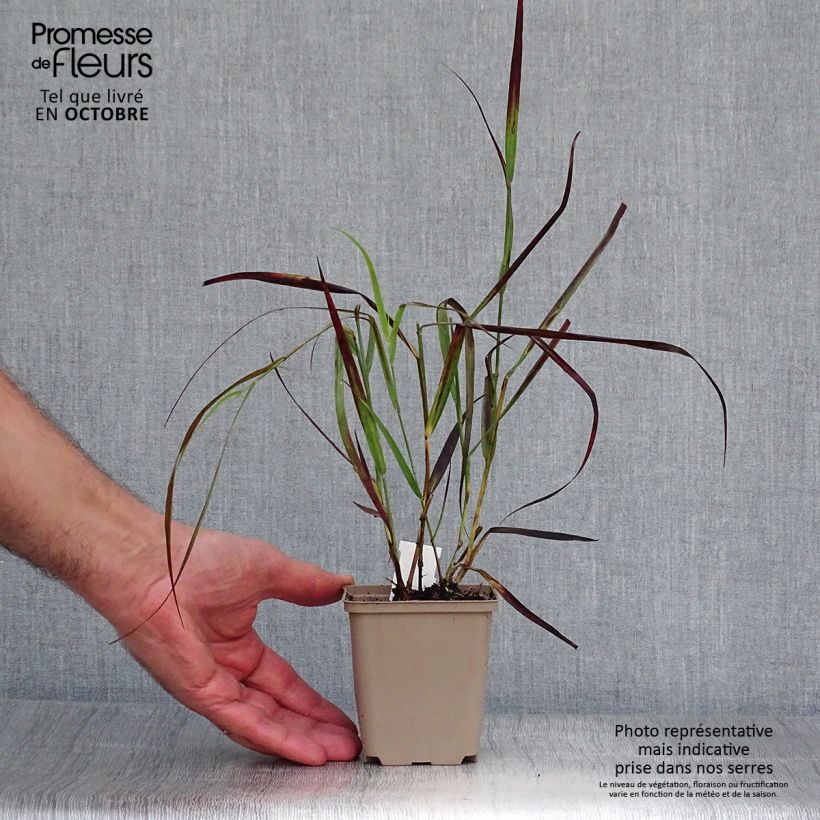 Esemplare di Panicum virgatum Kulsenmoor Vasetto da 8/9 cm come consegnato in autunno