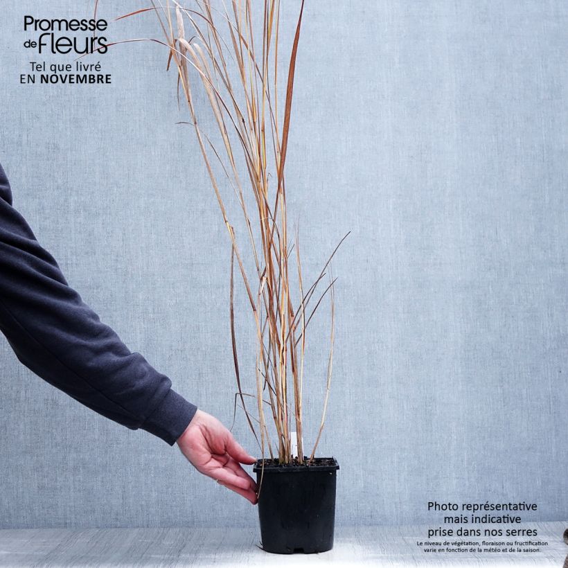 Esemplare di Panicum virgatum Northwind Vaso da 2L/3L come consegnato in autunno