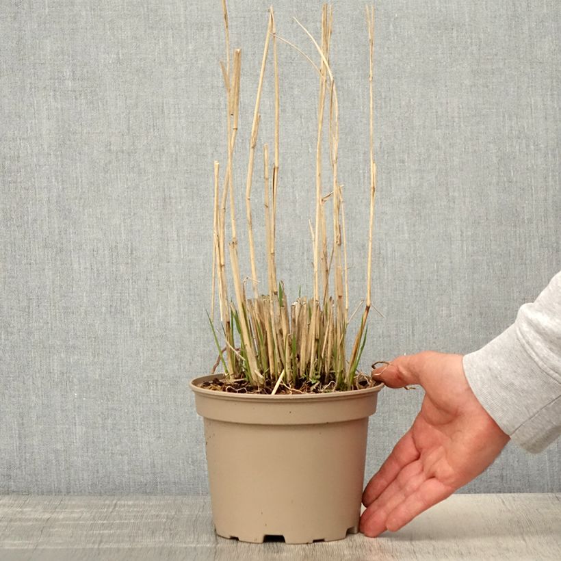 Panicum virgatum Northwind Vaso da 2L/3L esemplare consegnato in primavera