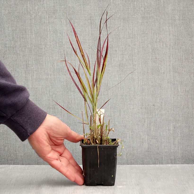 Esemplare di Panicum virgatum Oxblood Autumn Vasetto da 8/9 cm come consegnato in autunno