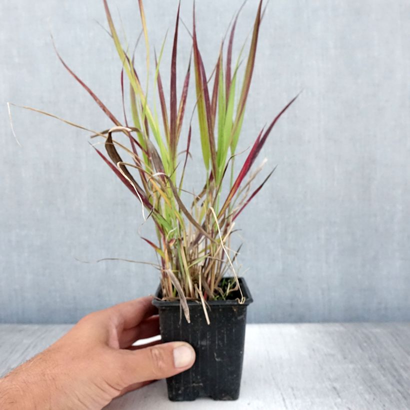 Esemplare di Panicum virgatum Oxblood Autumn Vasetto da 8/9 cm consegnato in estate