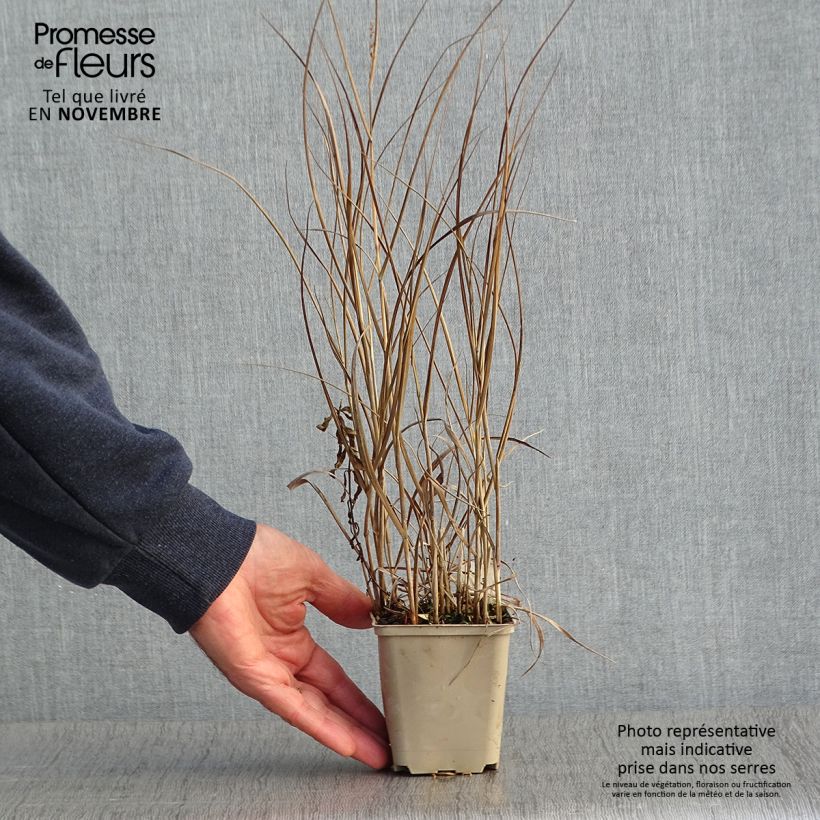 Esemplare di Panicum virgatum Prairie Sky Vasetto da 8/9 cm come consegnato in autunno