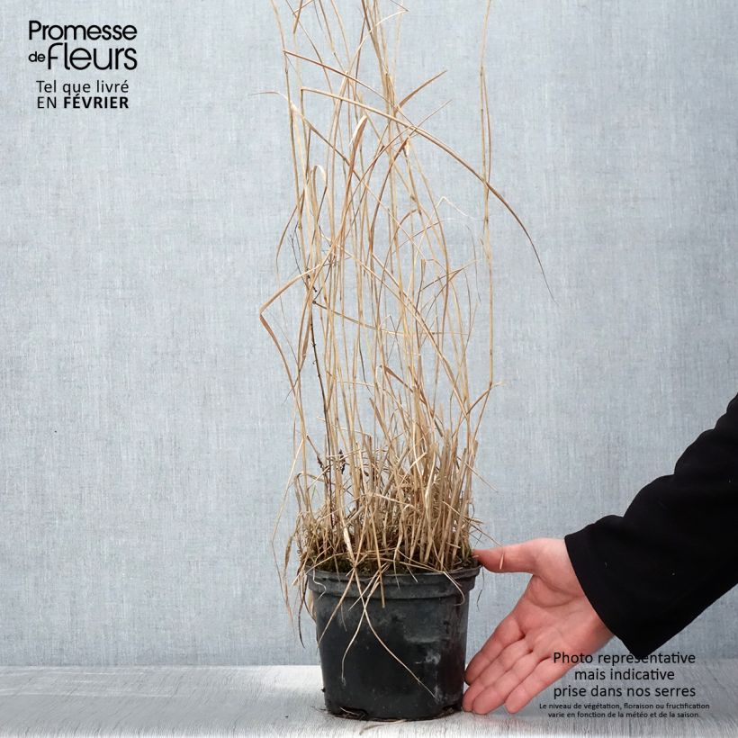 Panicum virgatum Prairie Sky Vaso da 2L/3L esemplare consegnato in inverno