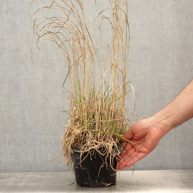 Panicum virgatum Prairie Sky Vaso da 2L/3L esemplare consegnato in primavera