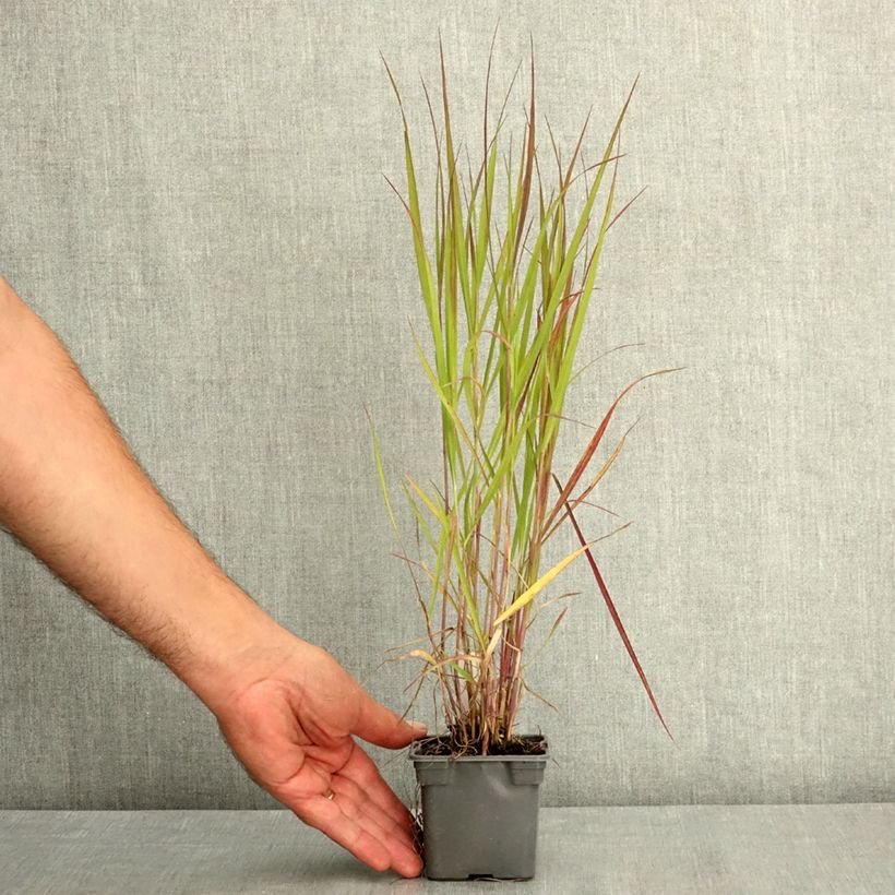 Esemplare di Panicum virgatum Purple Tears - Panico verga Vasetto da 8/9 cm consegnato in estate