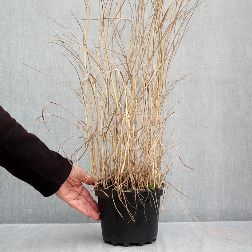 Esemplare di Panicum virgatum Rehbraun Vaso da 2L/3L come consegnato in autunno