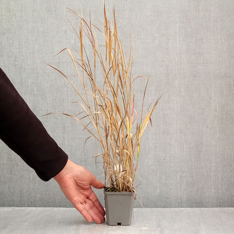 Esemplare di Panicum virgatum Rotstrahlbusch Vasetto da 8/9 cm come consegnato in autunno