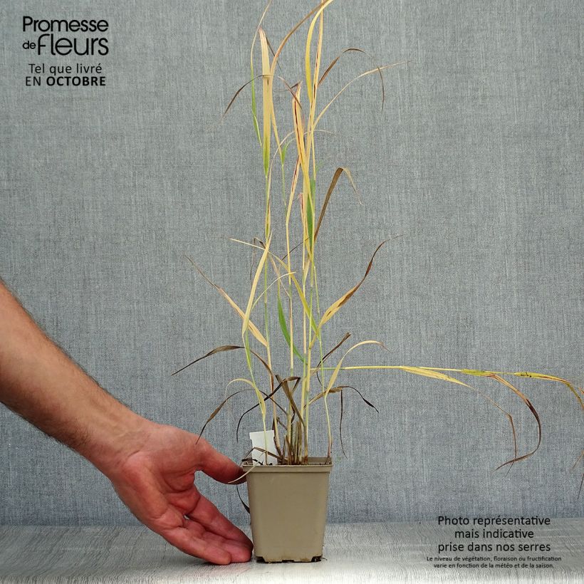 Esemplare di Panicum virgatum Sangria Vasetto da 8/9 cm come consegnato in autunno