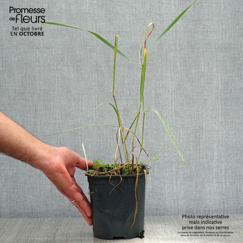 Esemplare di Panicum virgatum Sangria Vaso da 2L/3L come consegnato in autunno