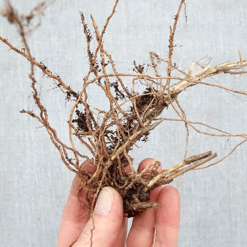 Panicum virgatum Sangria Piante piccole a radice nuda esemplare consegnato in inverno