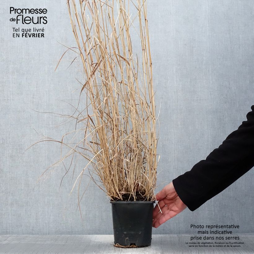 Panicum virgatum Squaw Vaso da 2L/3L esemplare consegnato in inverno