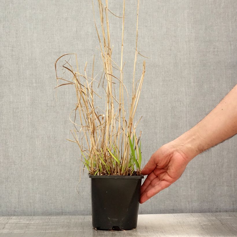 Panicum virgatum Squaw Vaso da 2L/3L esemplare consegnato in primavera