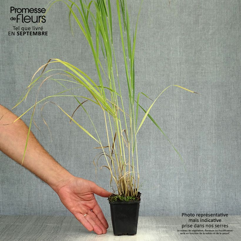 Esemplare di Panicum virgatum Thundercloud Vasetto da 8/9 cm come consegnato in autunno