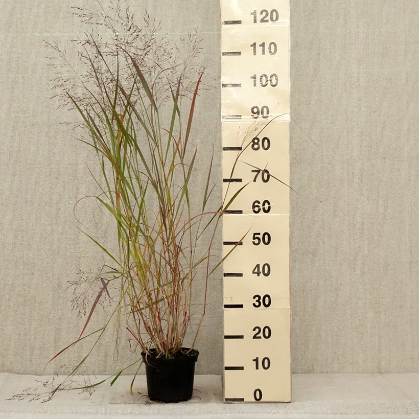 Esemplare di Panicum virgatum Warrior Vaso da 2L/3L come consegnato in autunno