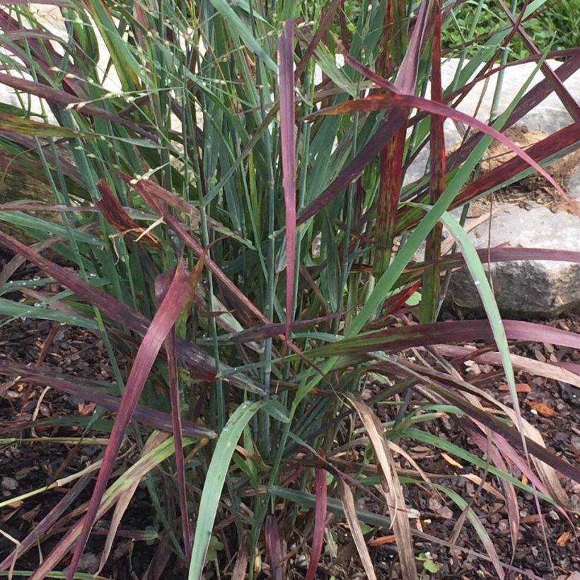 Panicum virgatum Hot Rod (Fogliame)