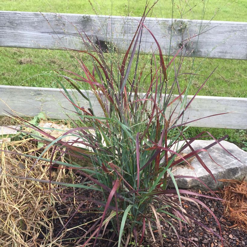 Panicum virgatum Hot Rod (Porto)