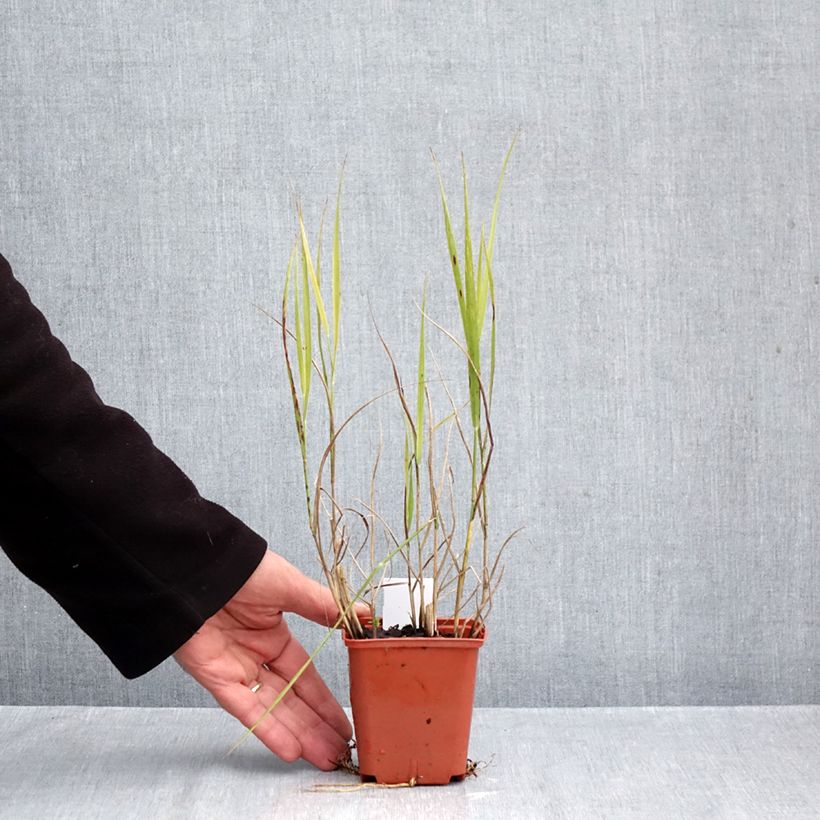 Esemplare di Panicum virgatum Purple Breeze Vasetto da 8/9 cm come consegnato in autunno