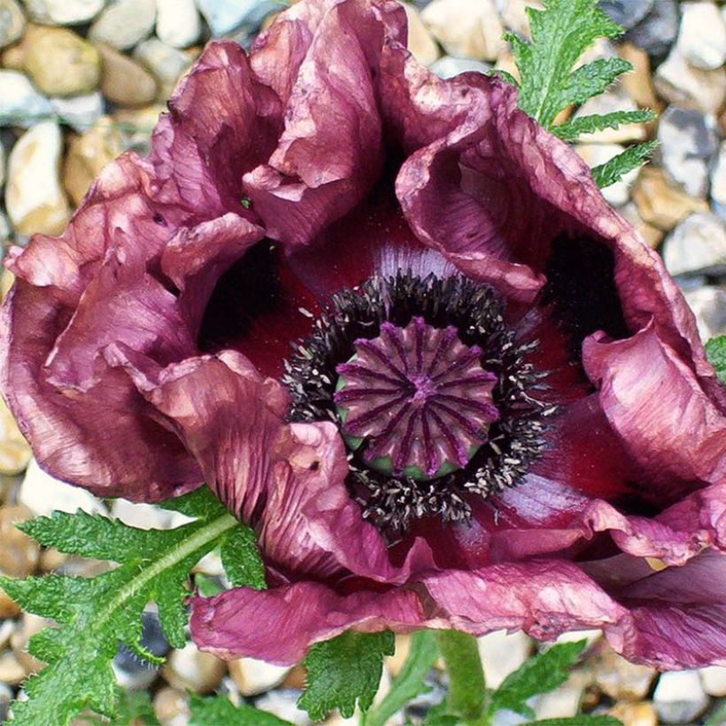 Papaver orientale Patty's Plum (Fioritura)