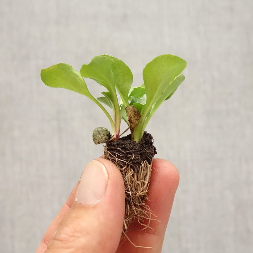 Esemplare di Bellis perennis Tasso - Pratolina comune Mini zolla: zolla da 2,2 cm x 2 cm in vassoio di coltivazione da 35 pezzi come consegnato in autunno