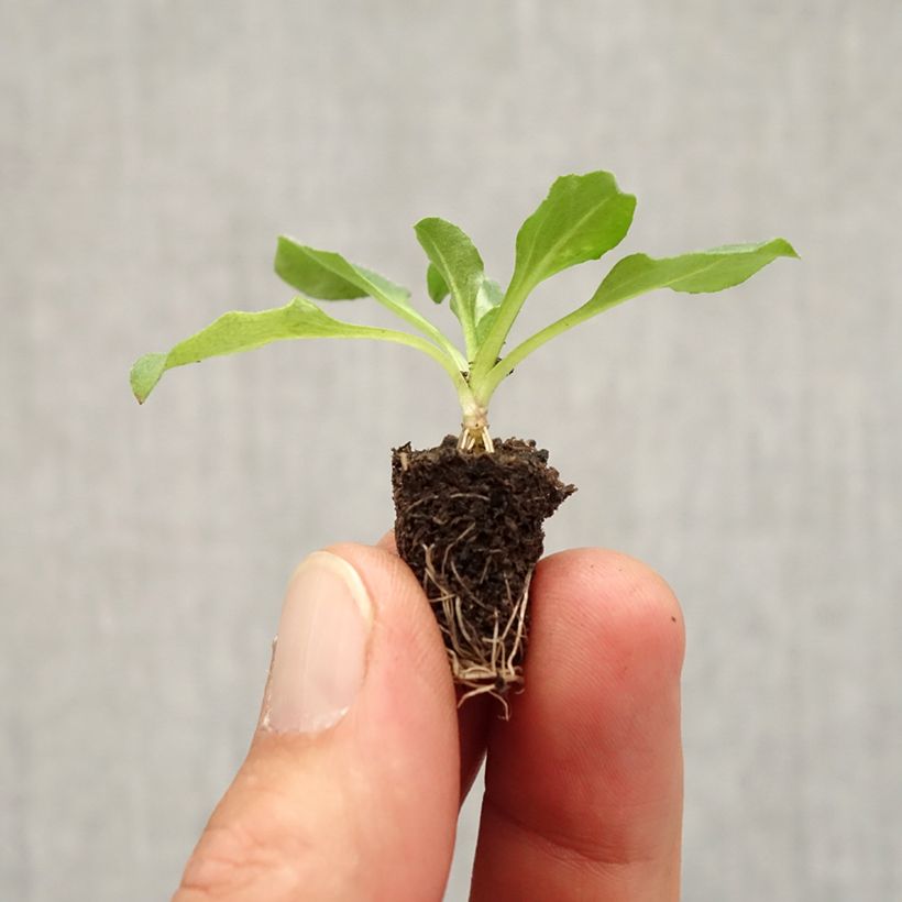 Esemplare di Bellis perennis Tasso - Pratolina comune mini zolla... come consegnato in autunno