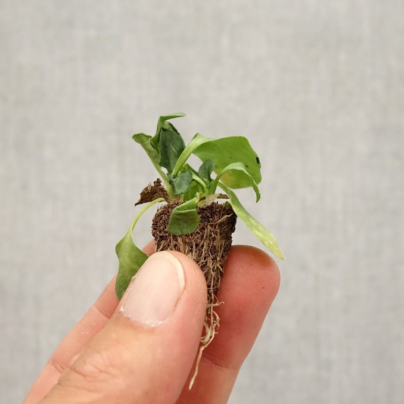 Esemplare di Bellis perennis Tasso Strawberries & Cream - Pratolina comune Mini zolla: zolla da 2,2 cm x 2 cm in vassoio di coltivazione da 35 pezzi come consegnato in autunno
