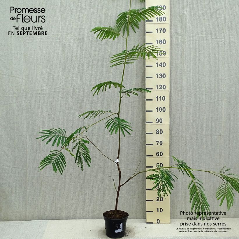 Esemplare di Paraserianthes lophantha - Albizia piumosa Vaso da 4L/5L come consegnato in autunno