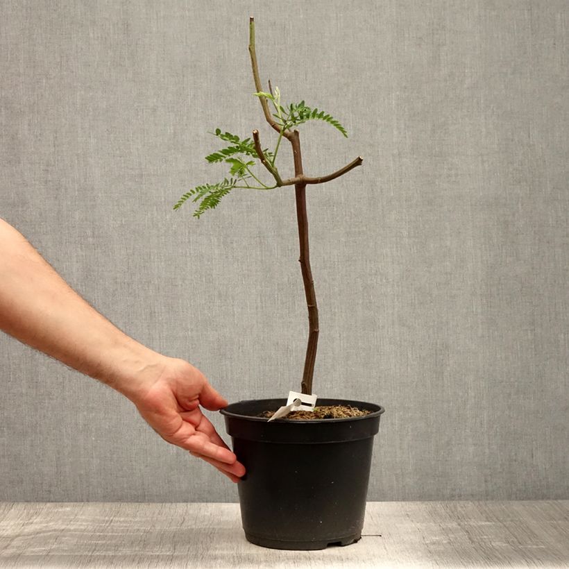 Esemplare di Paraserianthes lophantha - Albizia piumosa Vaso da 4L/5L consegnato in estate