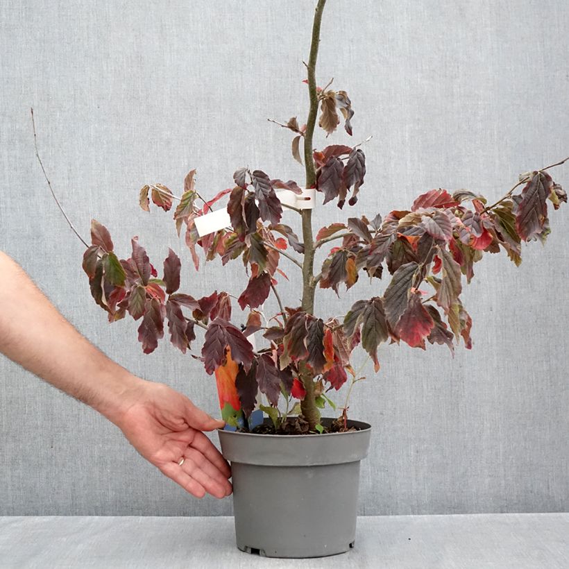 Esemplare di Parrotia persica Burgundy Vaso da 4L/5L come consegnato in autunno