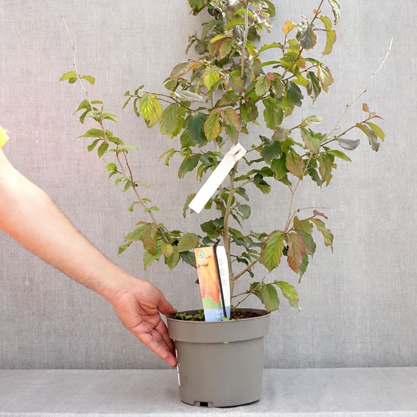 Parrotia persica Burgundy Vaso da 4L/5L esemplare consegnato in primavera