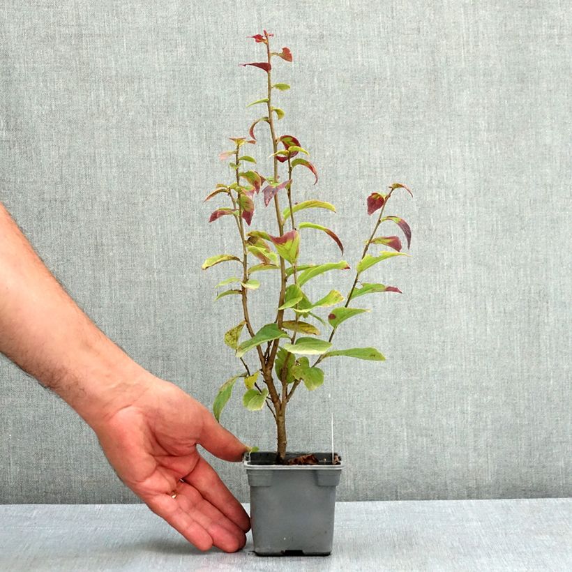 Esemplare di Parrotia persica Persian Spire Vasetto da 8/9 cm consegnato in estate