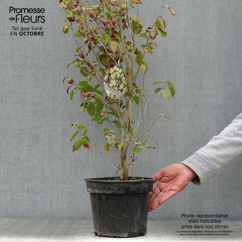 Esemplare di Parrotia persica Persian Spire Vaso da 3L/4L come consegnato in autunno