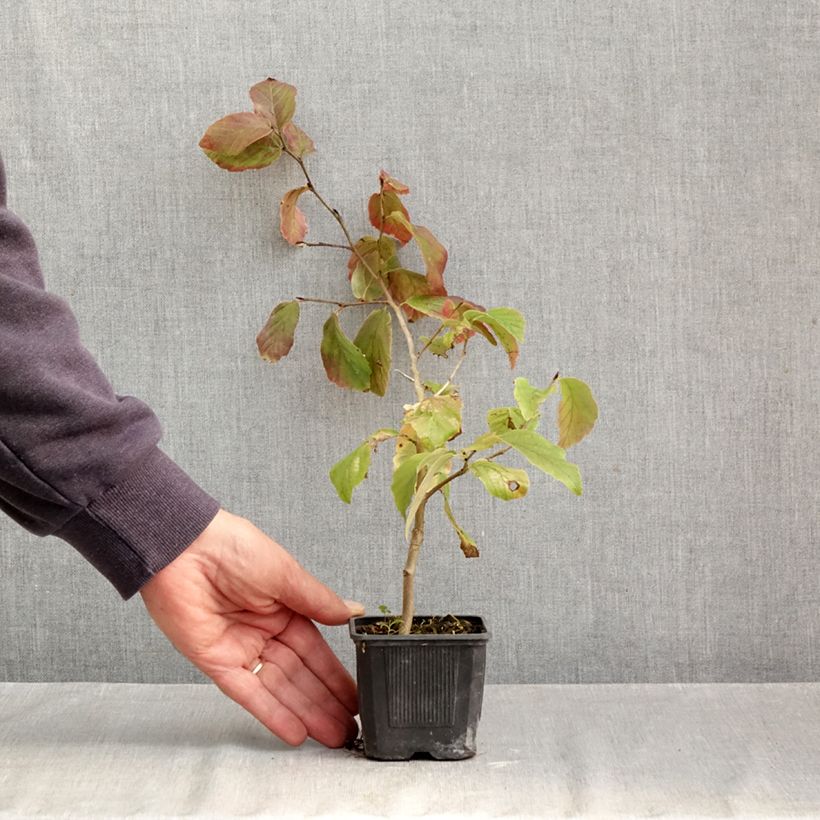 Esemplare di Parrotia persica Vanessa Vasetto da 8/9 cm come consegnato in autunno