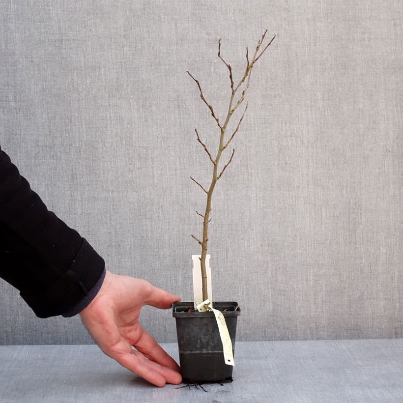 Parrotia persica Vanessa Vasetto da 8/9 cm esemplare consegnato in inverno