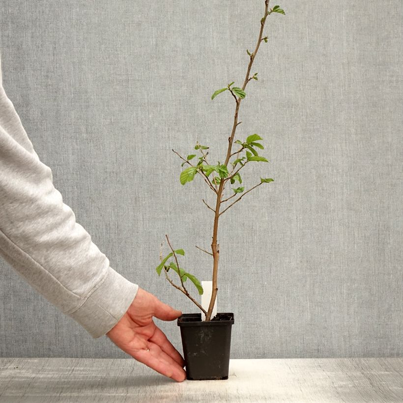 Parrotia persica Vanessa Vasetto da 8/9 cm esemplare consegnato in primavera