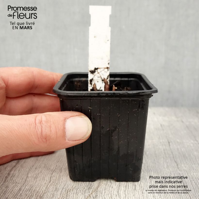 Parthenium integrifolium - Chinino selvatico Vasetto da 8/9 cm esemplare consegnato in primavera