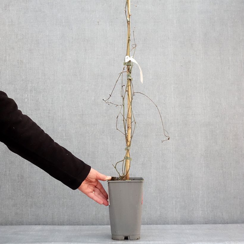 Passiflora citrina Vaso da 3L/4L esemplare consegnato in inverno