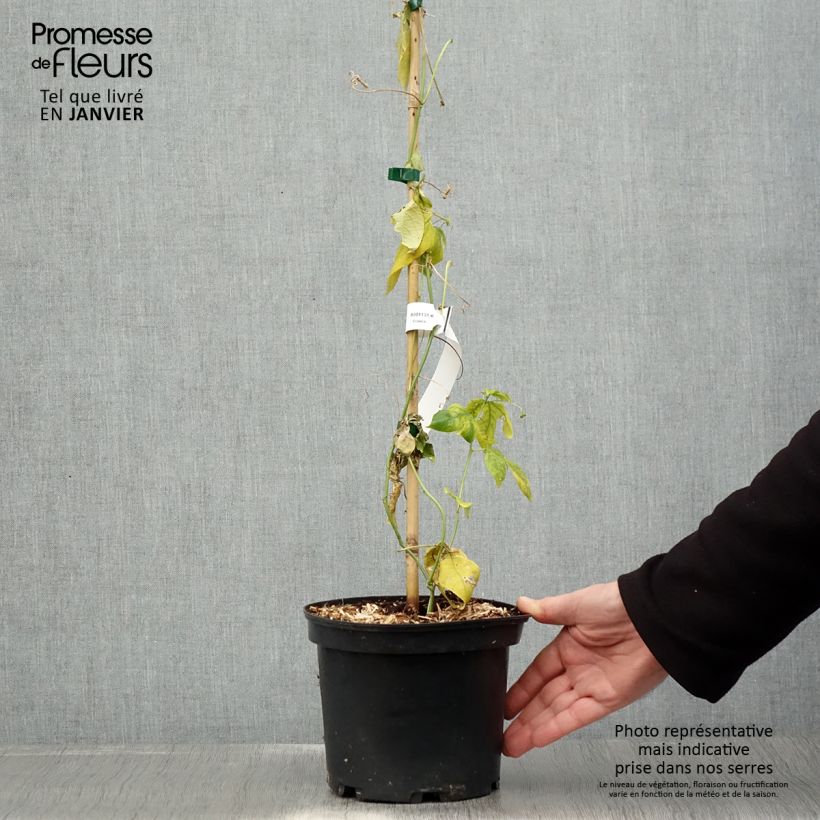 Passiflora incarnata Vaso da 2L/3L esemplare consegnato in inverno