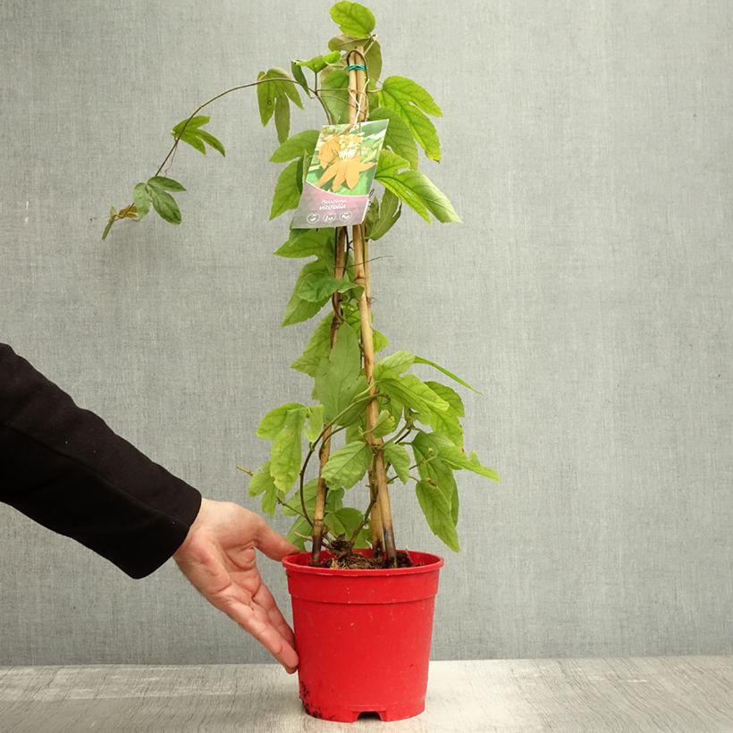Esemplare di Passiflora vitifolia Vaso da 2L/3L come consegnato in autunno
